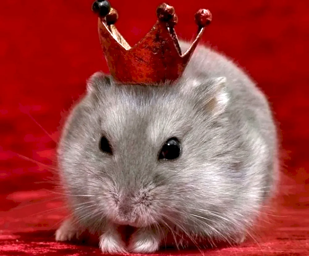 Maus mit Krone
