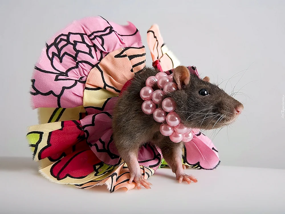 Maus in Kleidung