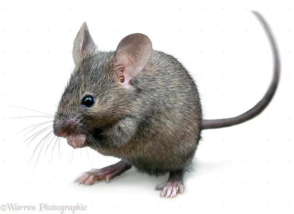 Maus auf Käse