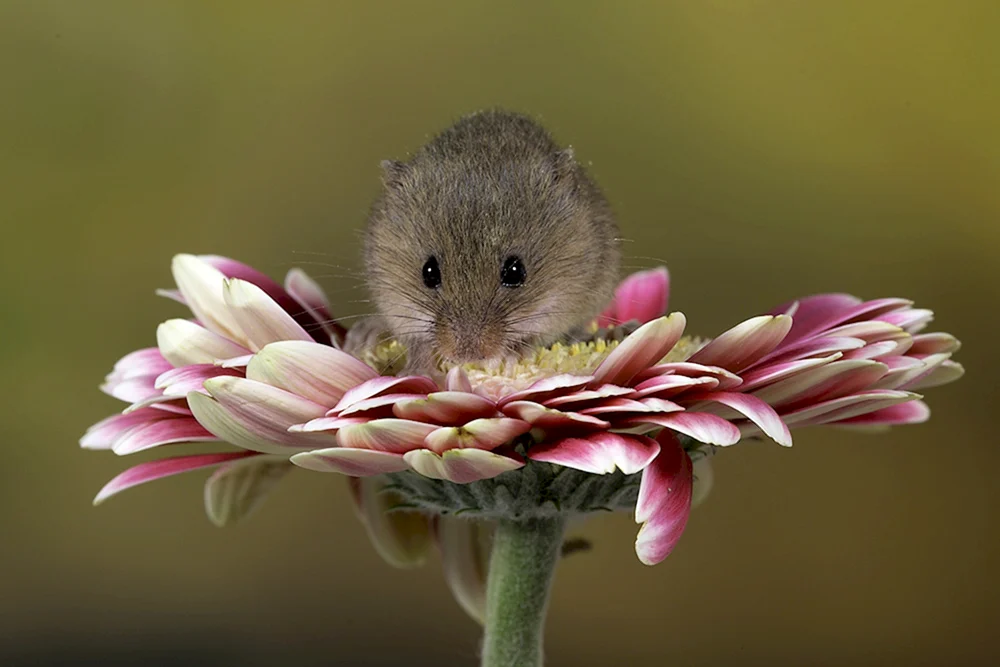 Jungarischer Hamster
