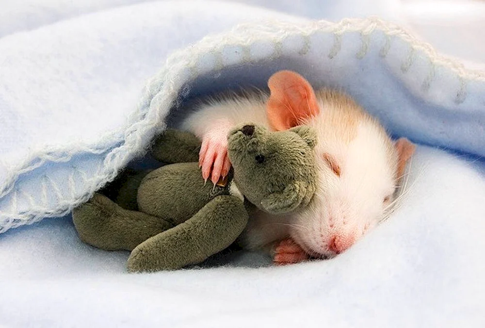 Süße Mäuse