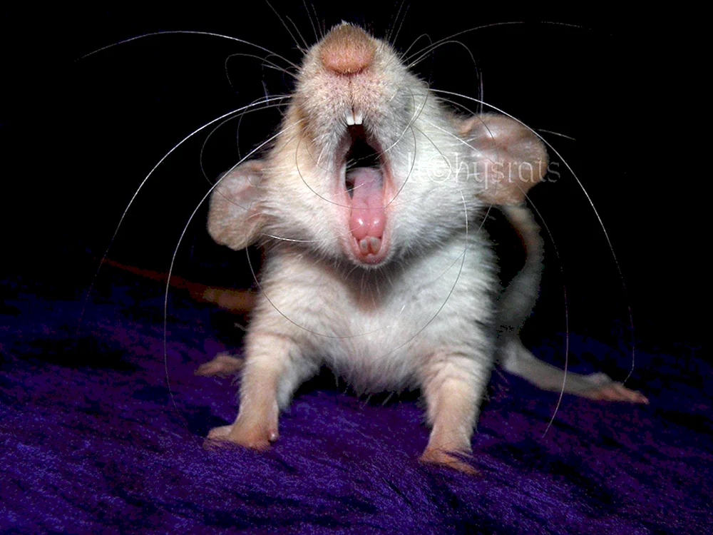 Maus Mäuse grün