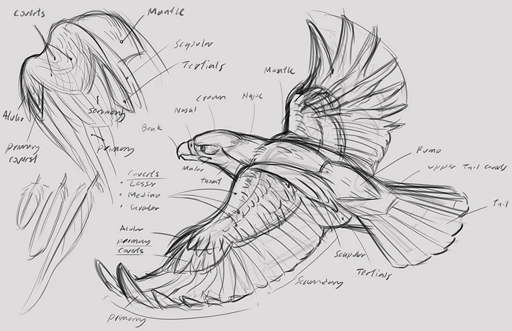 Drachen Anatomie Referenz