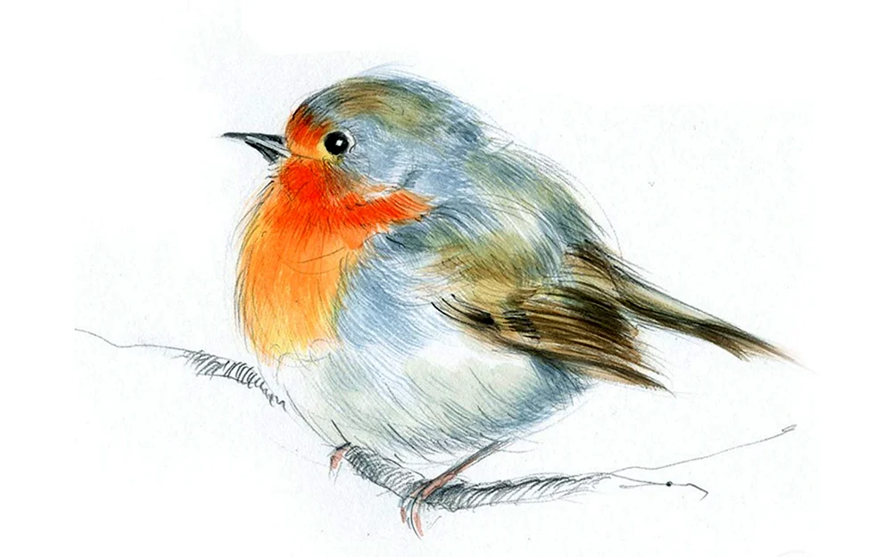 Vögel ausmalen Skizzen
