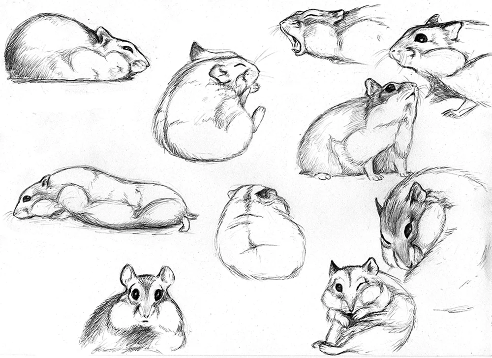 Jungarische Hamster zum Zeichnen
