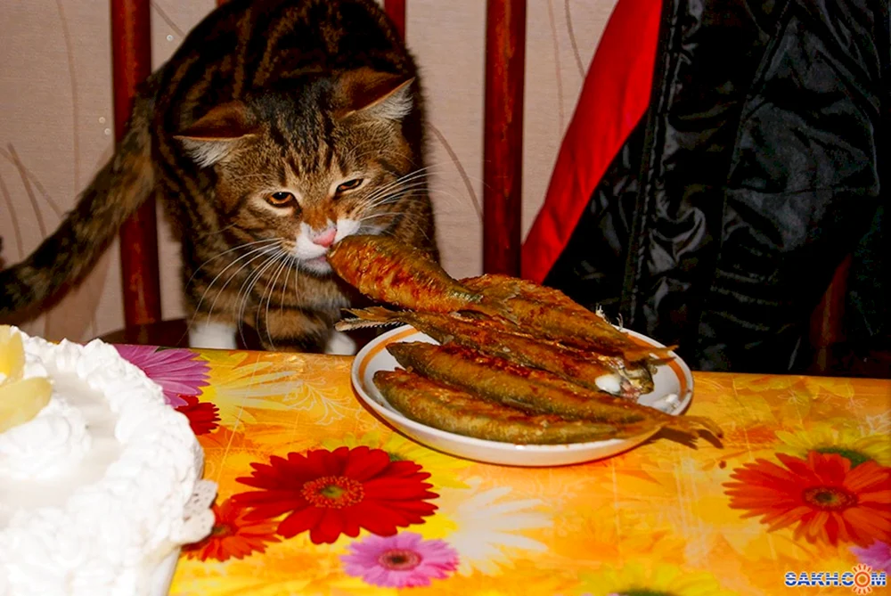 Katze ist voll