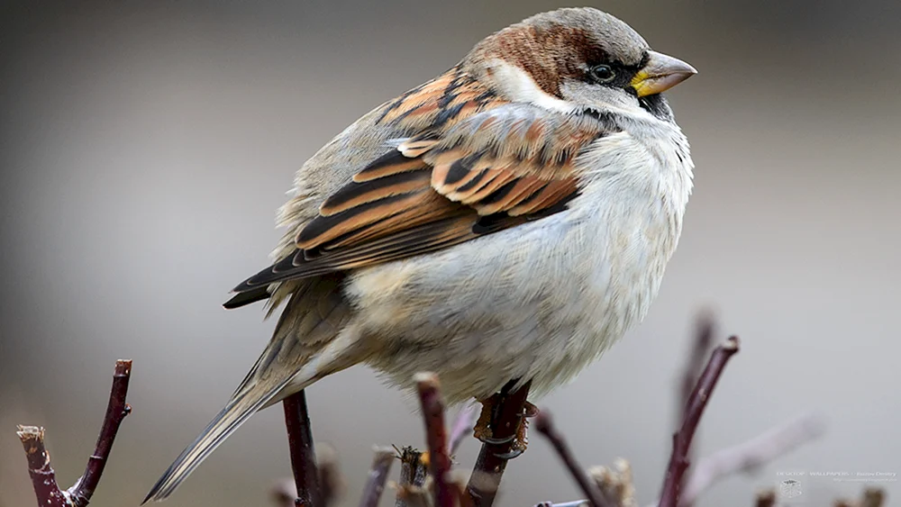 Flacher Spatz