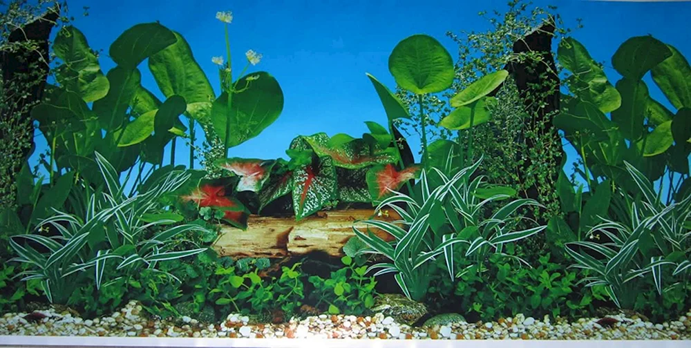 Marine für Aquarium