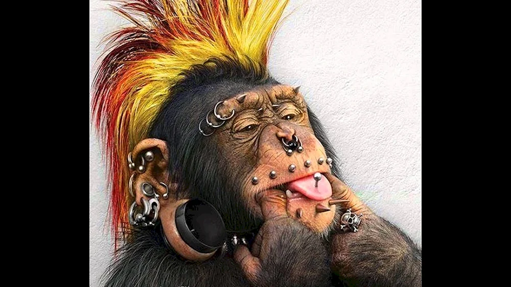 Orang-Utan Pongo