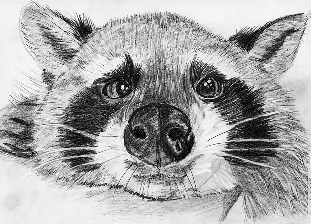 Cartoon Tiere