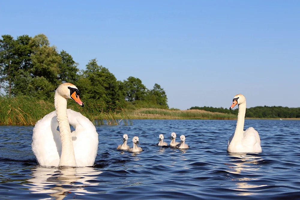 Naroch Lake mit Schwänen