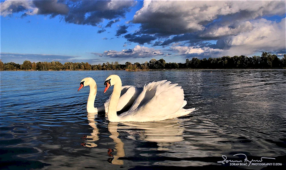 Schwäne im Teich