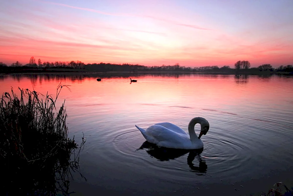 Schwäne über dem See