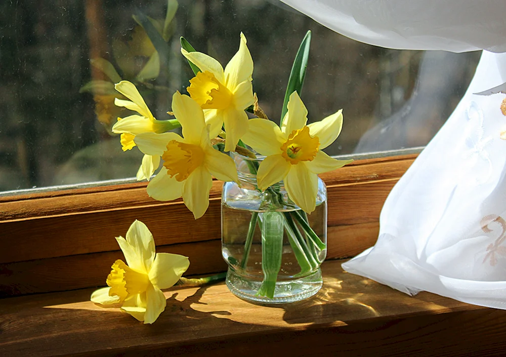Tulpen Narzissen und Mimosen