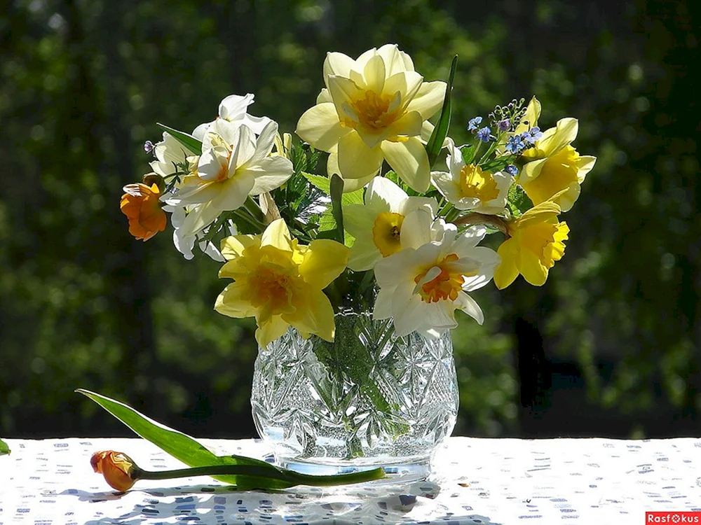 Tulpen Flieder Narzissen