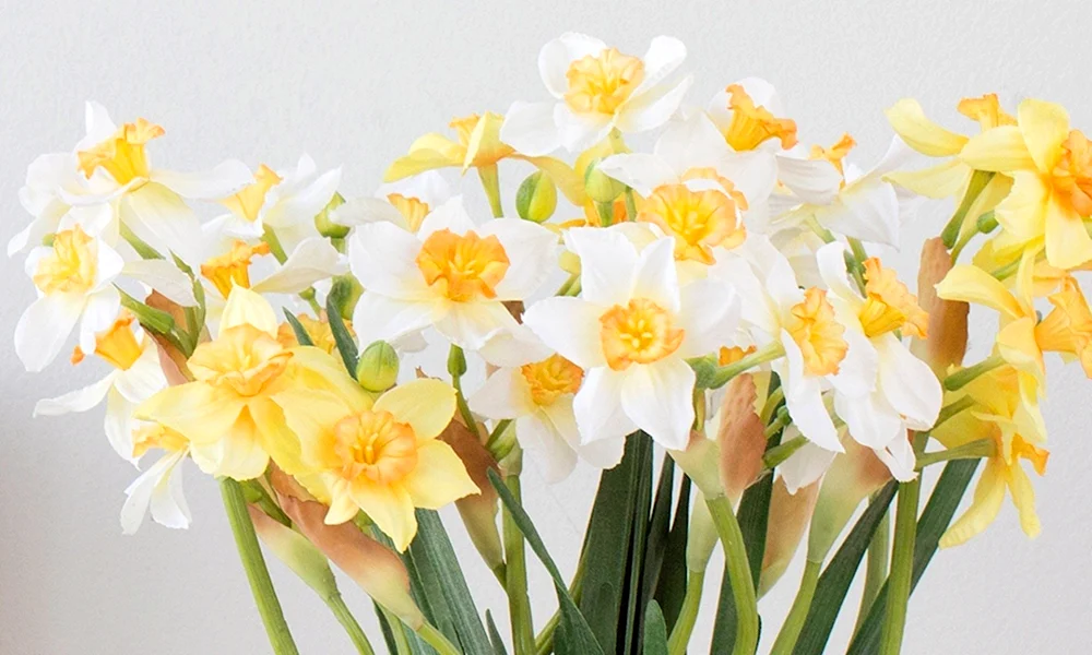 Narzisse Frühlingssonne