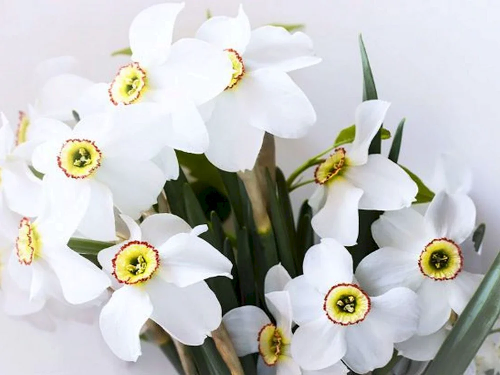 Narzissen Blumen Strauß
