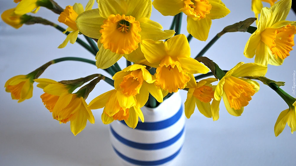 Narzissen Blumen Strauß