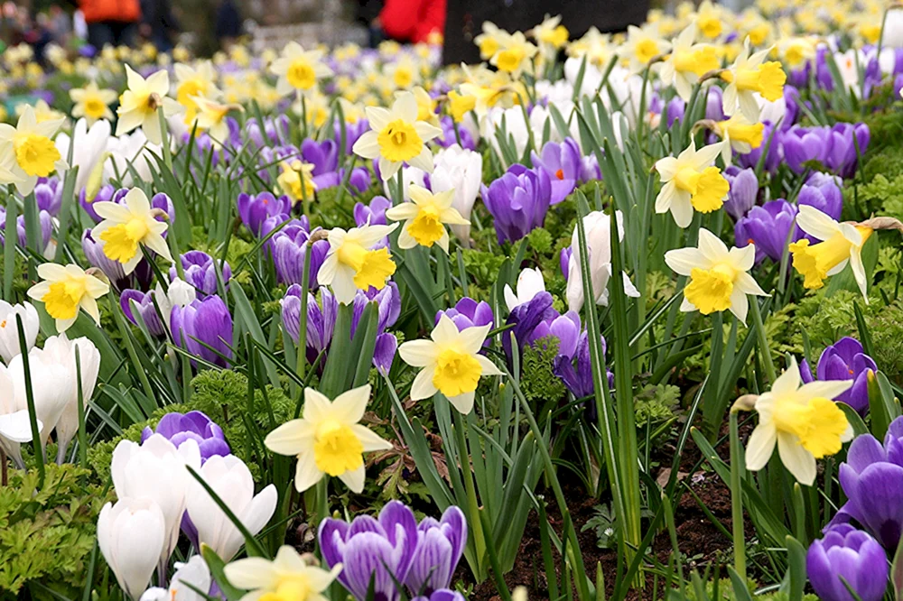 Narzissen Primeln Zwiebelblumen Krokus Perle Frühlingsblumen Frühlingsblumen Zwiebelblumen Narzissen Krokus Barrs Lila Krokus Safran Frühling Krokus Goldgelb.