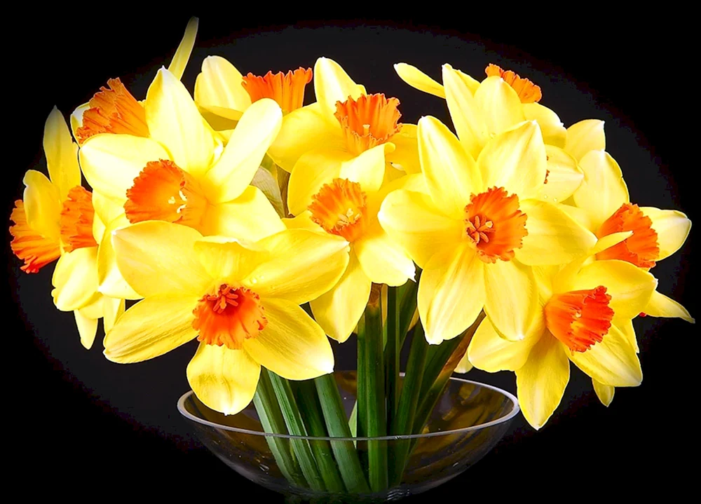 März Narzissenblüten