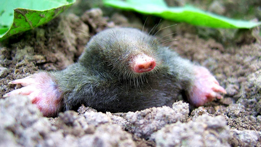 Mole blind