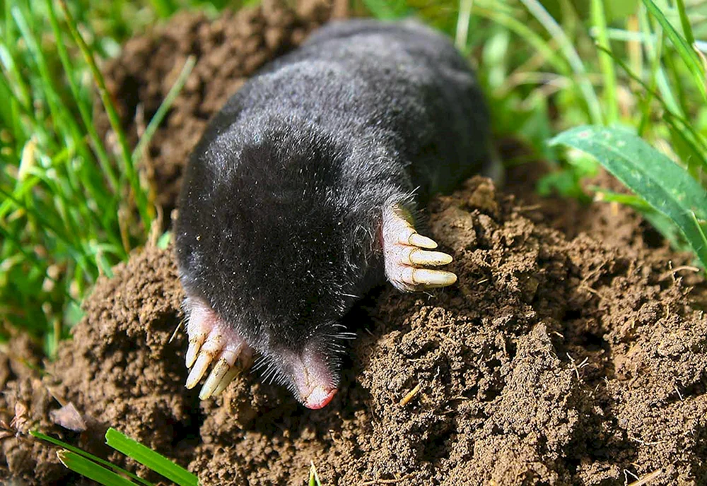 Mole blind