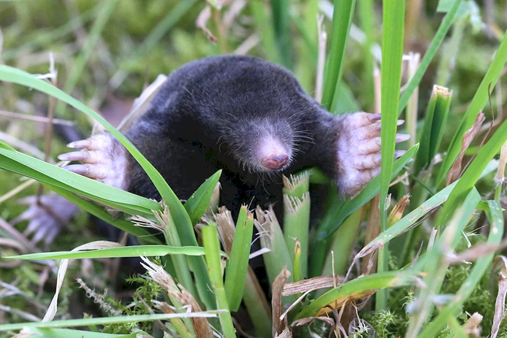 Maulwurfspitzmaus