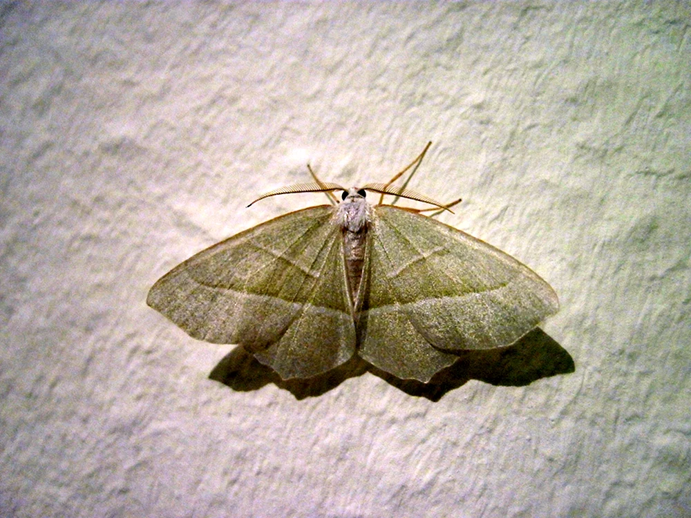 Calyptra basilistica