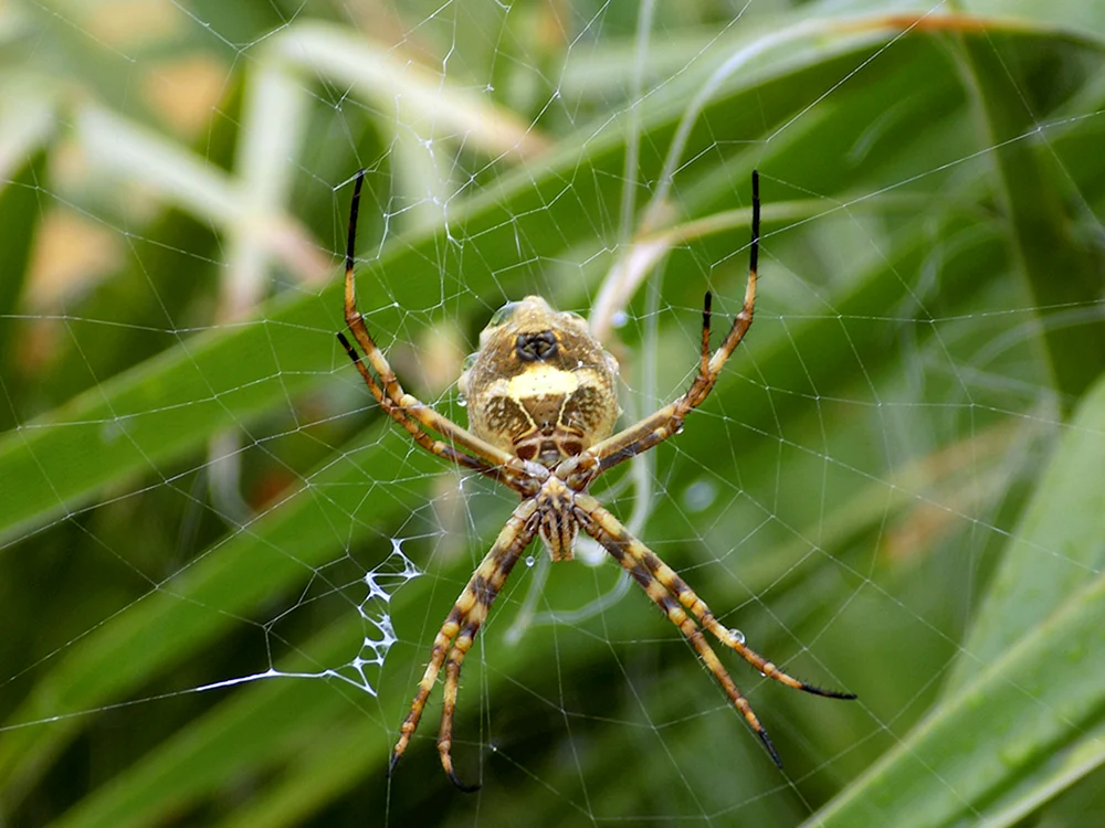 Insekten und Spinnen