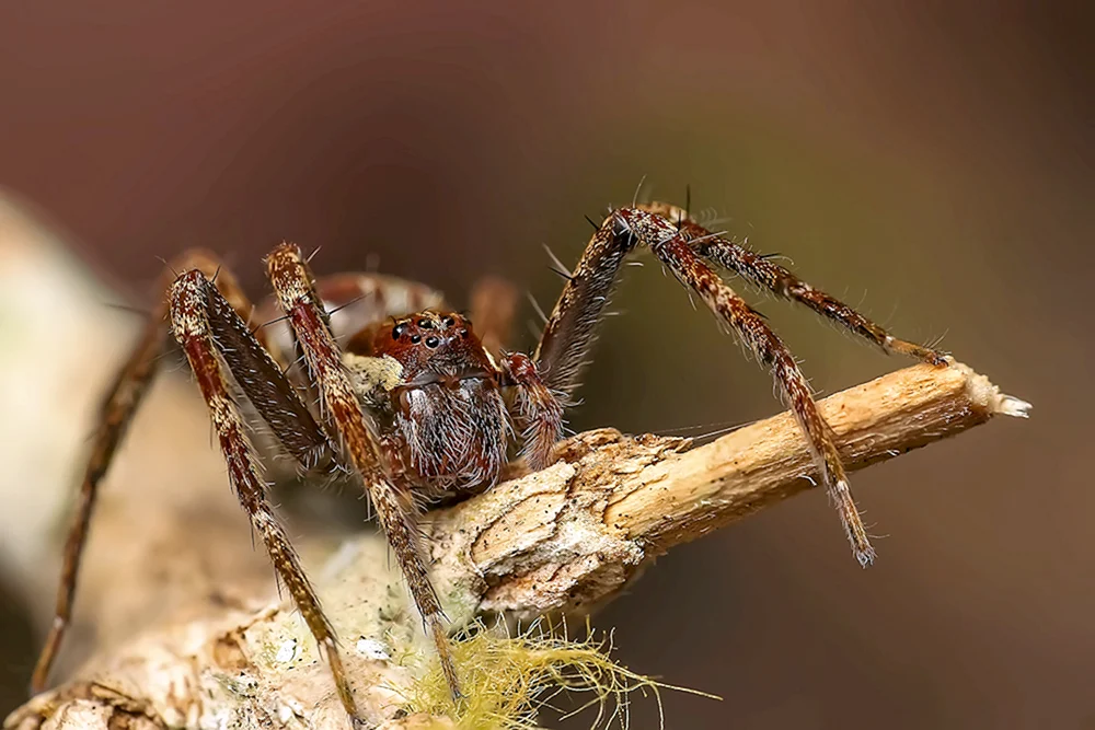 Spinne