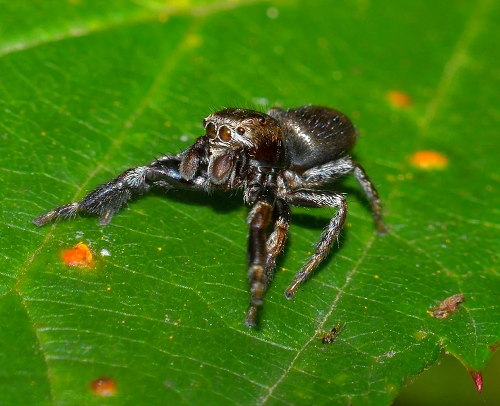 Königliche Skinkspinne
