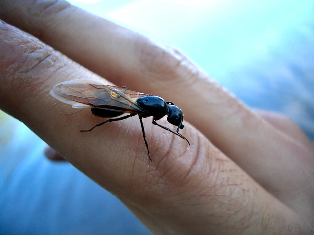 Invasion von geflügelten Ameisen