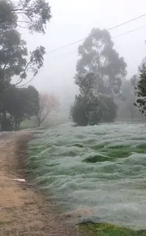 Spinneninvasion in Australien