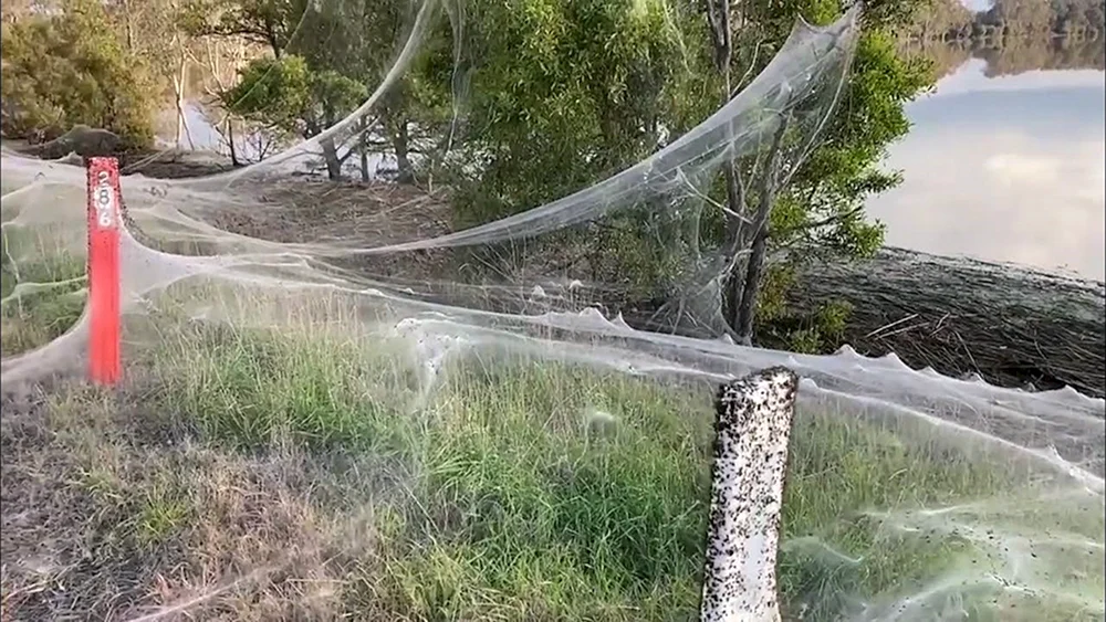 Spinnenzeit in Australien
