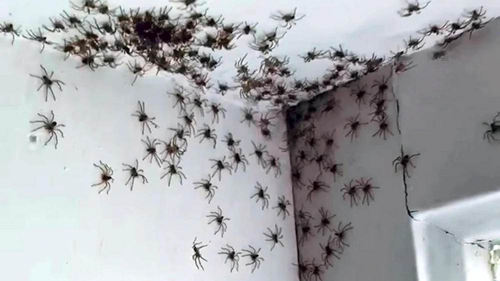 Spinnenbefall in Australien
