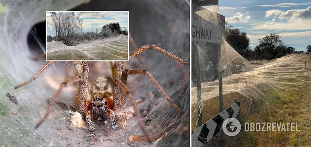 Spinnensaison in Australien