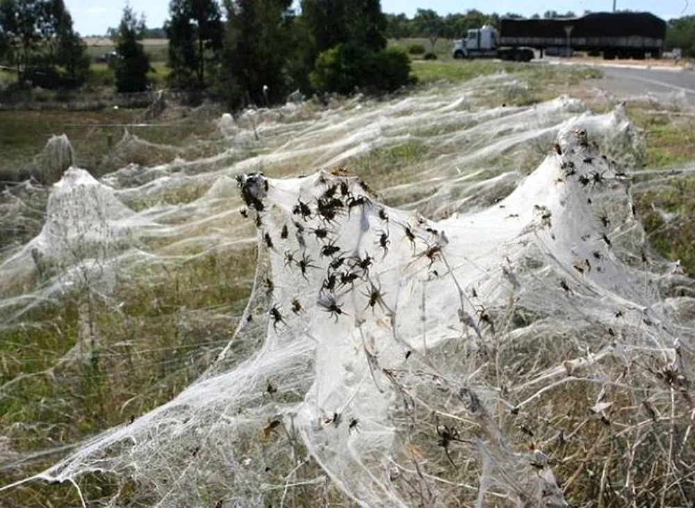 Spinneninvasion in Australien Spinnennetz