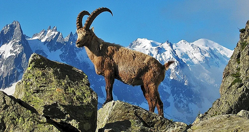 Bezoar Steinbock