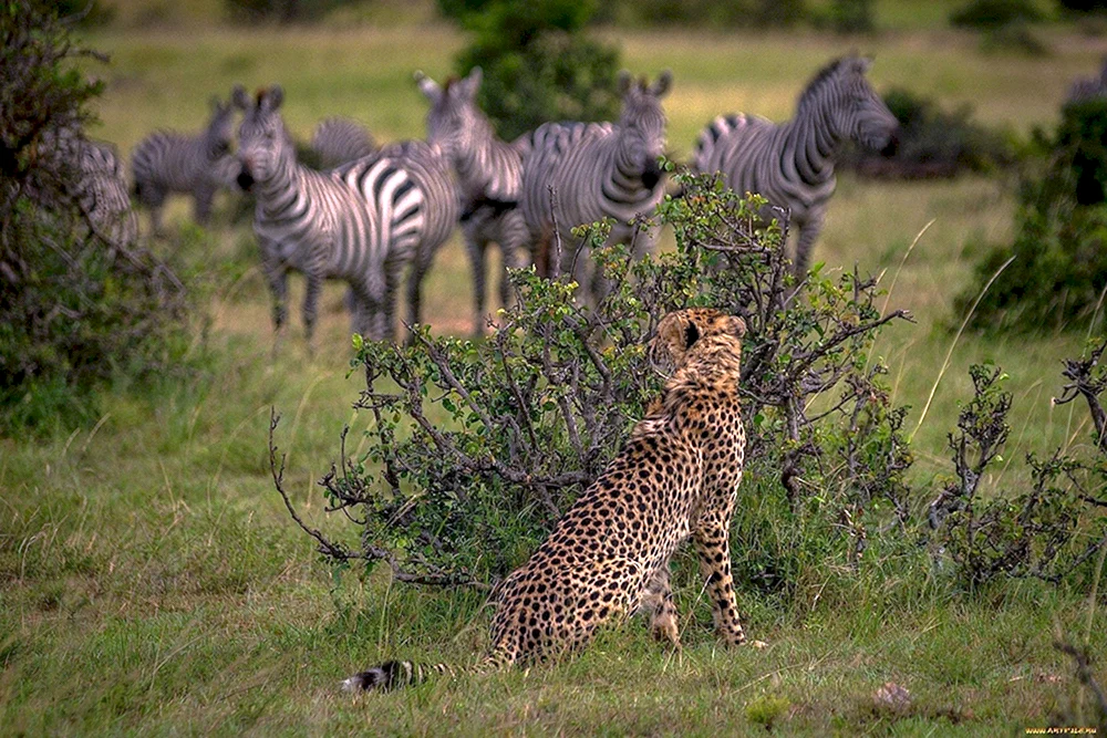 Savannah World Afrika