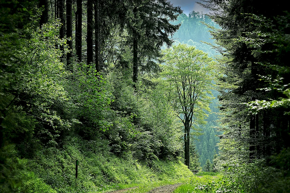 Nationalpark des Schwarzwaldes