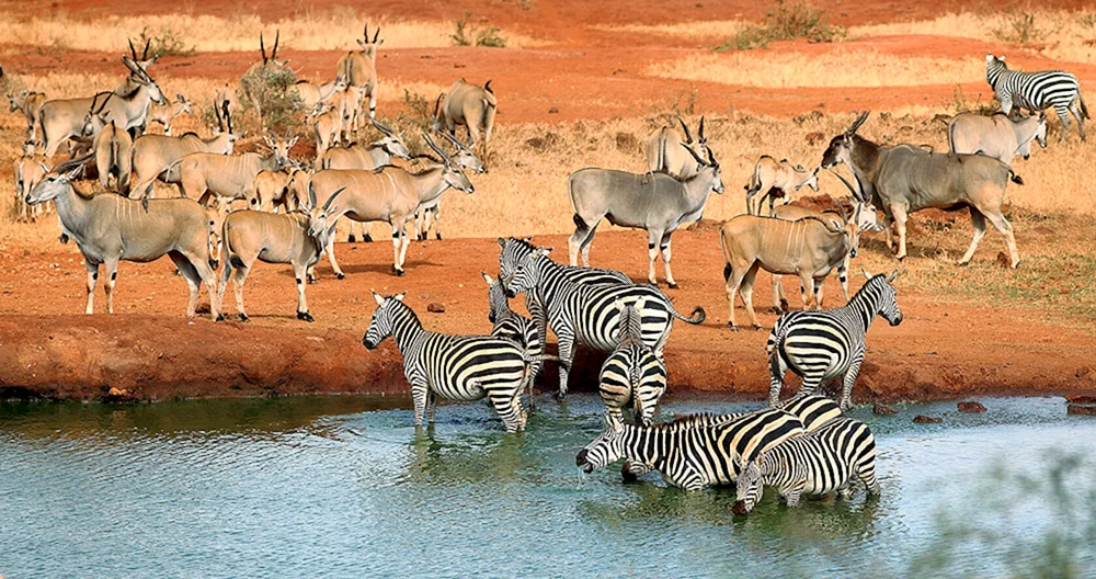 Wildtiere Afrikas
