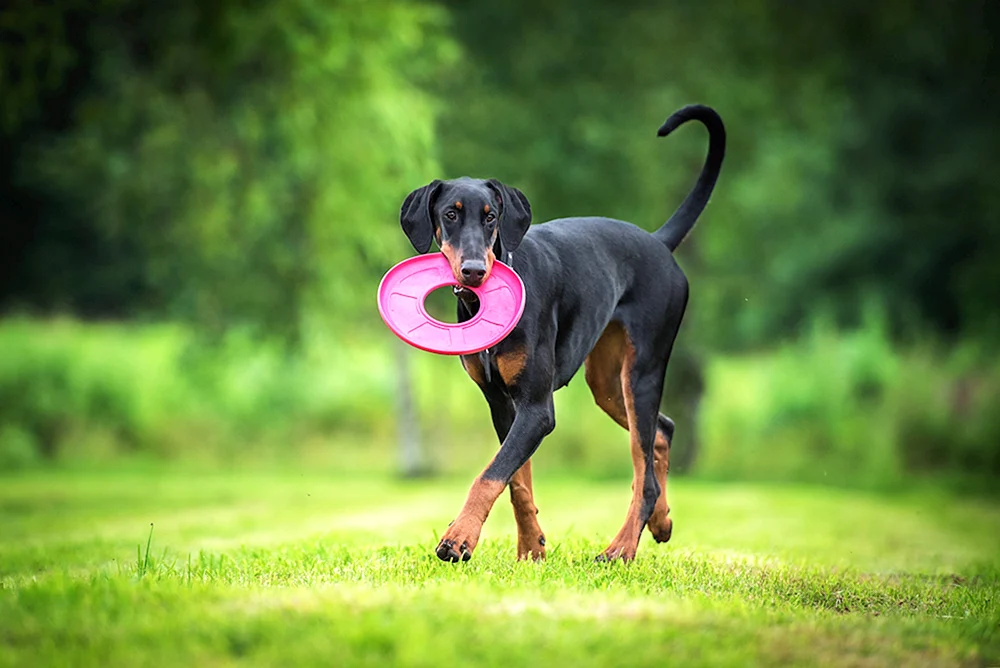 Natural Dobermann ungekürzt