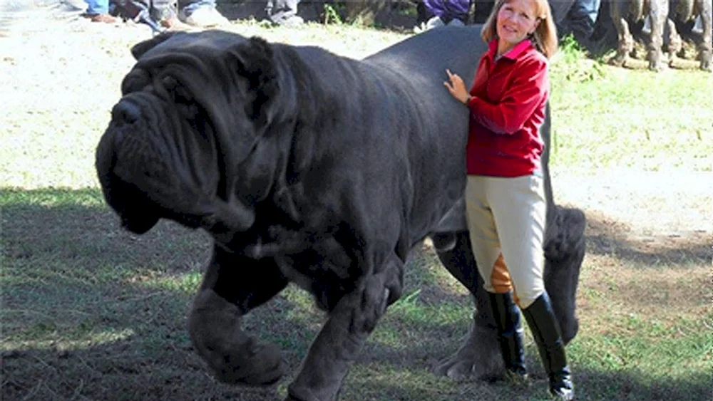 Neapolitanischer Mastiff Hercules