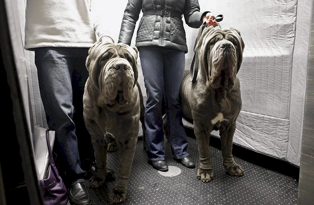 Neapolitanischer Mastiff Hercules