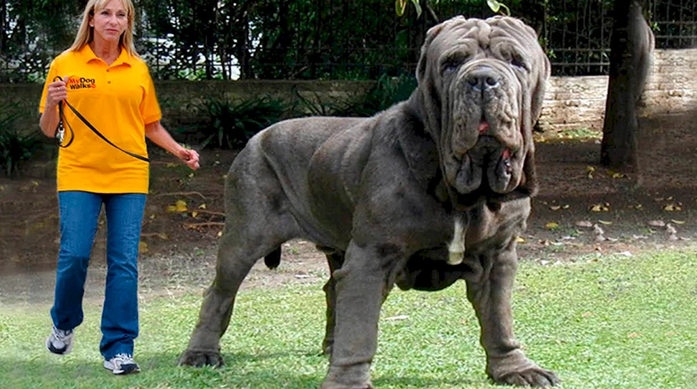 Englischer Königshund