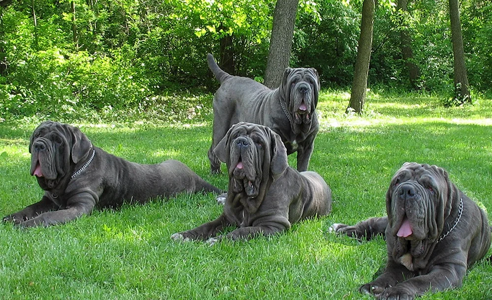 Englischer Mastiff