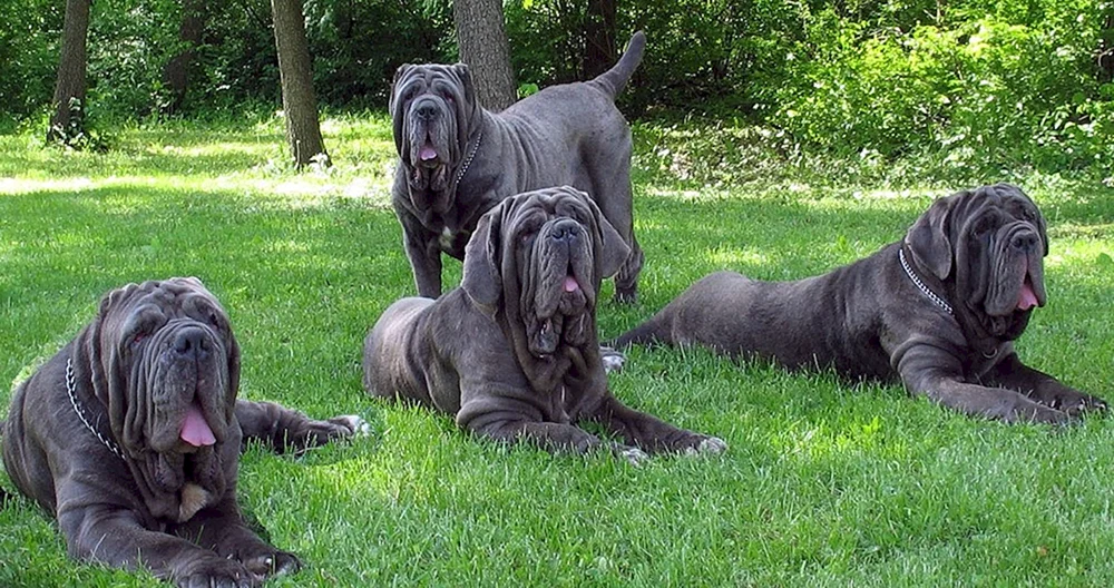 Neapolitanischer Mastiff