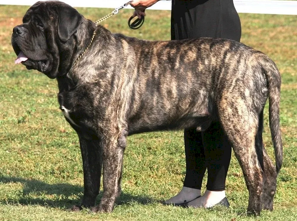 Mastino Neapolitano