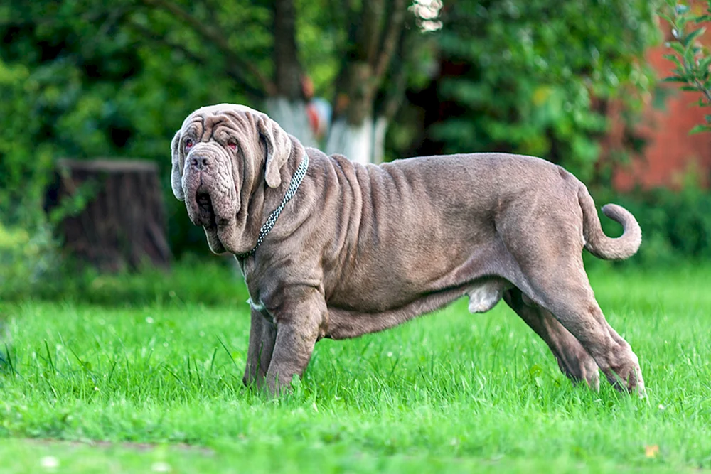 Neapolitanischer Mastiff