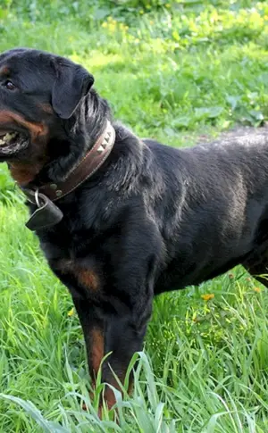 Ungekaufter Rottweiler